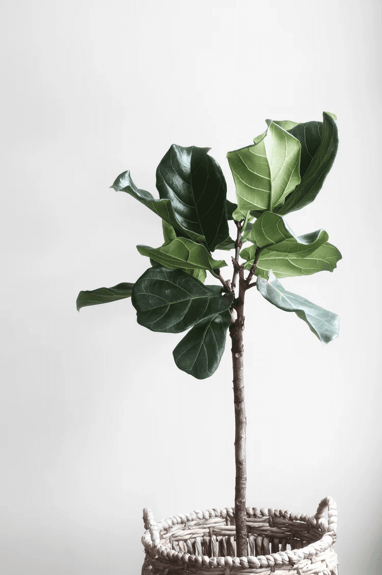Fiddle leaf fig plant against a soft white background